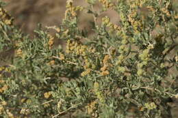 Image of thinleaf fourwing saltbush