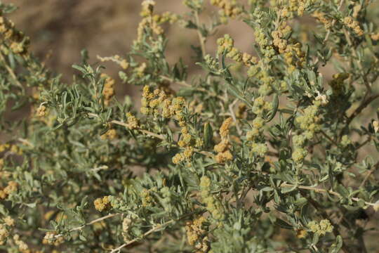 Image de Atriplex linearis S. Wats.