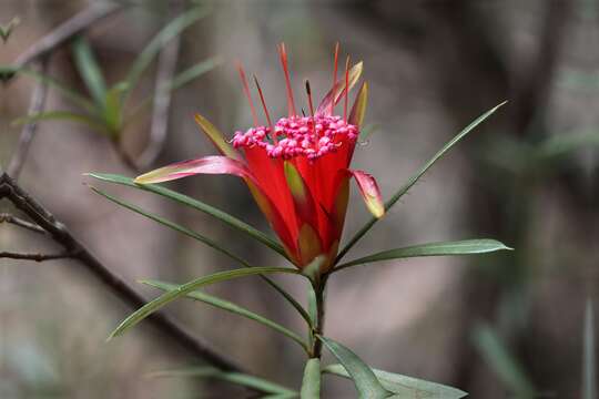 Image of Lambertia formosa Sm.