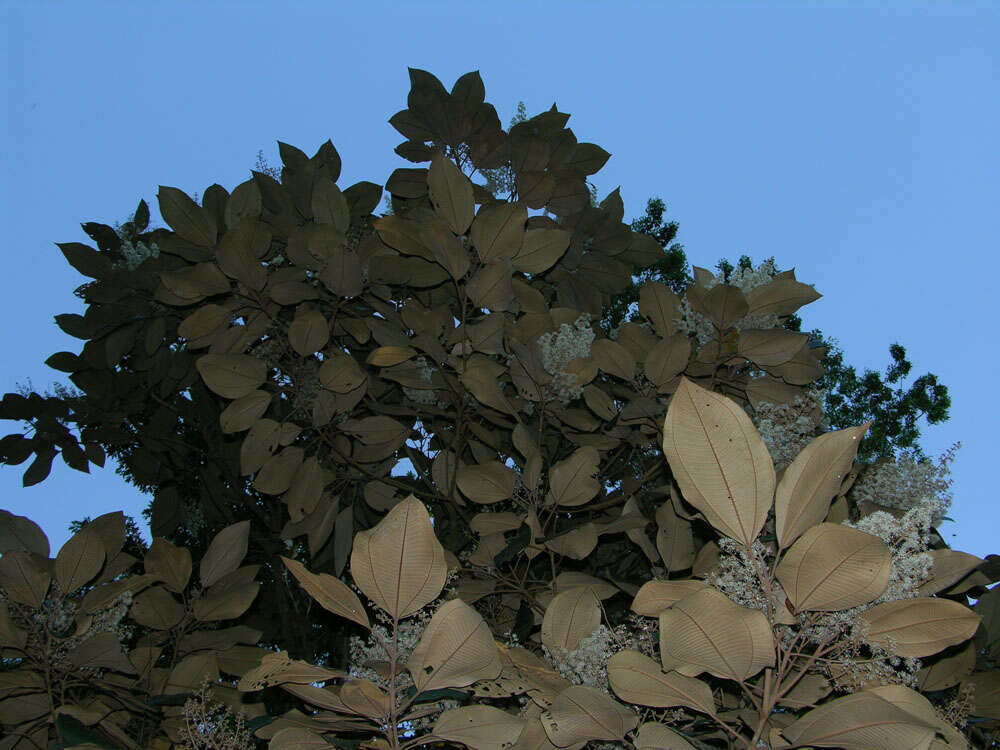 Image of Miconia argentea (Sw.) DC.