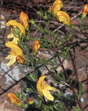 Image of snapdragon penstemon