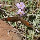 Image of Stygionympha wichgrafi van Son 1955