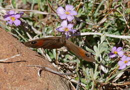 Image of Stygionympha