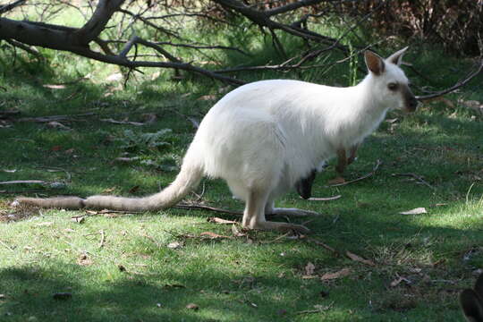 Image of Bennett's Wallaby