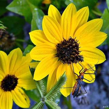 Image of cucumberleaf sunflower