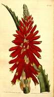 Imagem de Aloe arborescens Mill.