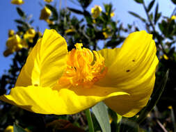 Image of tree poppy