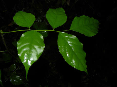 Image of Pterocarpus violaceus Vogel