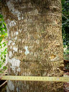 Image of Quinine tree