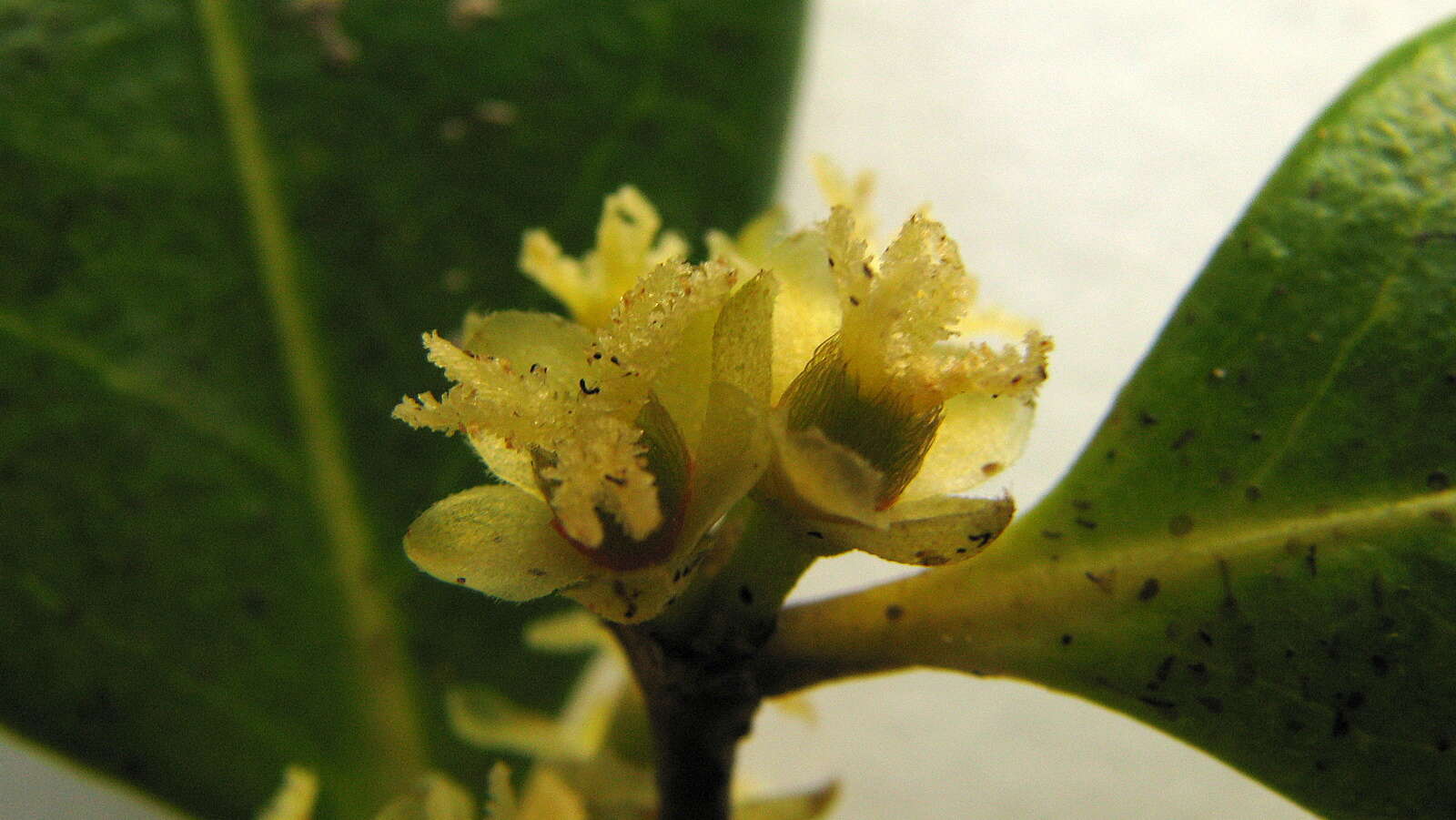 صورة Chaetocarpus