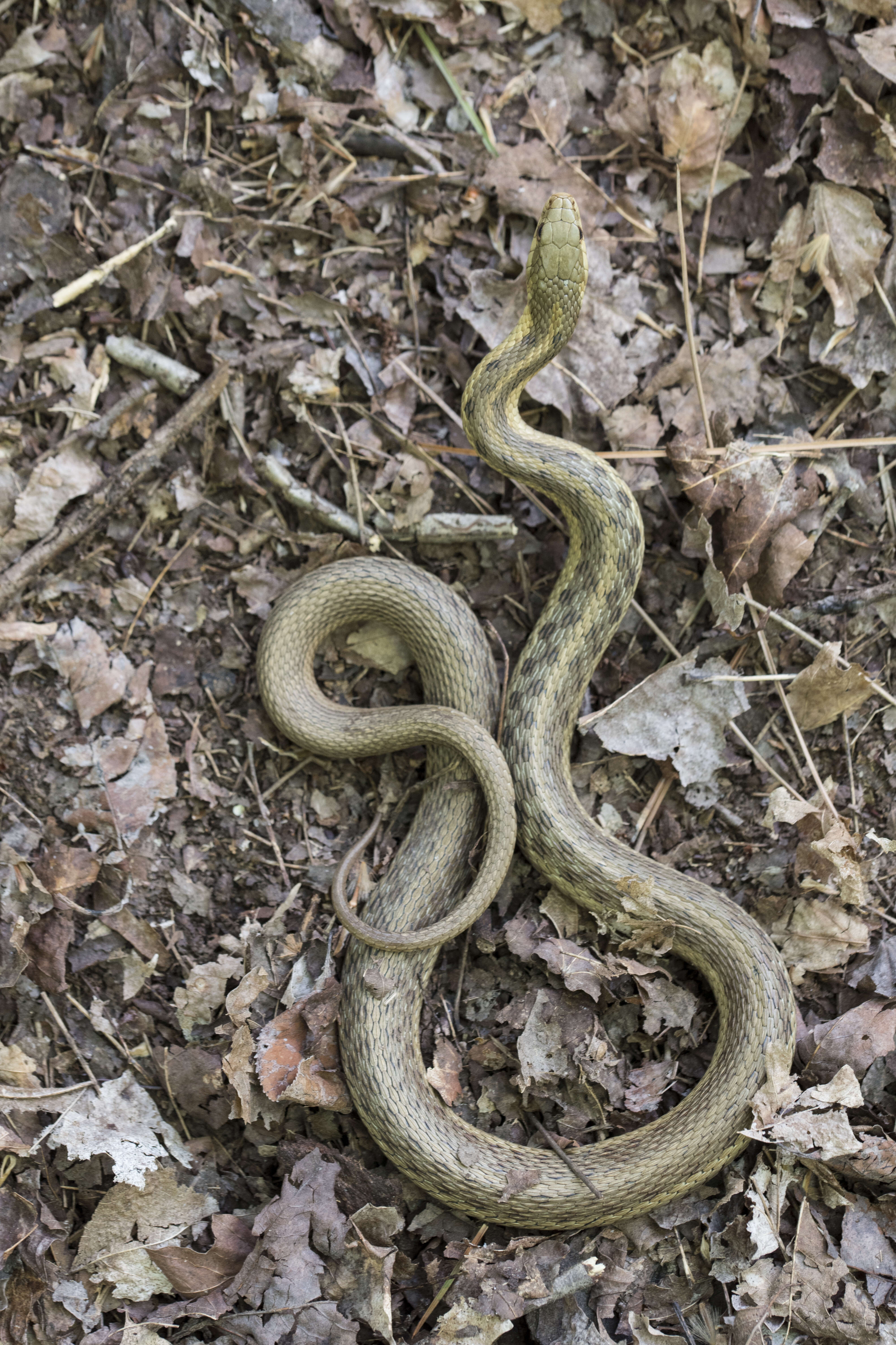 Image of Common Garter Snake