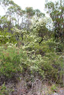 Imagem de Hakea teretifolia (Salisb.) Britten