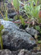 Image of reflected grapefern