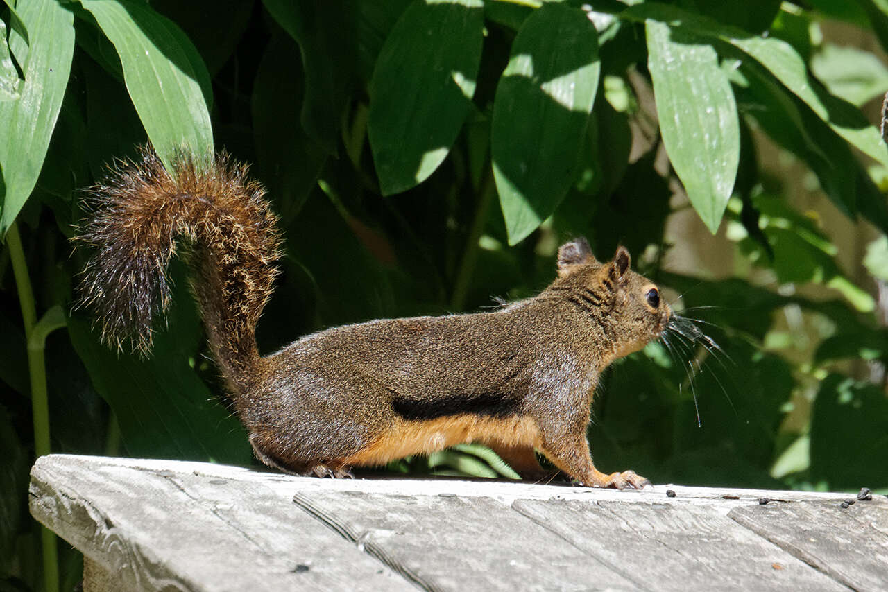 Image of pine squirrel