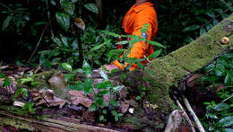 Herpetacanthus resmi