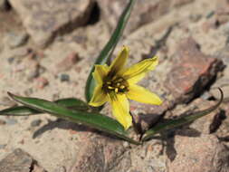 Image of Tulipa heterophylla (Regel) Baker