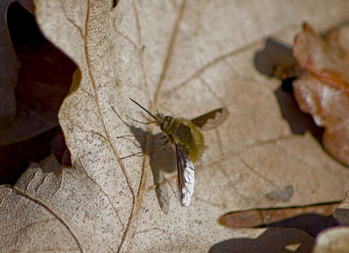 Image of Large bee-fly