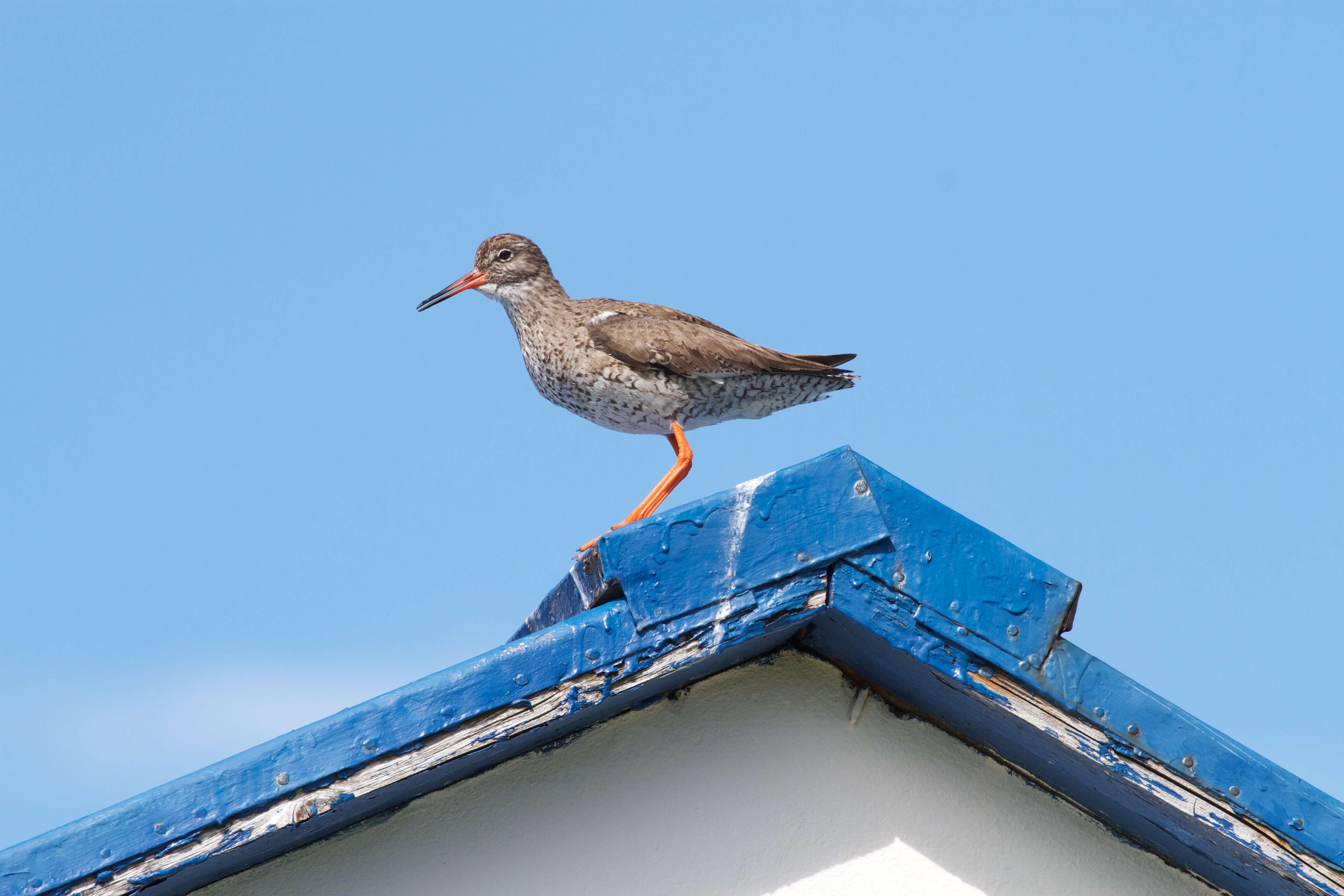 Image of Tringa Linnaeus 1758