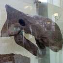 Ankylosaurus magniventris Brown 1908的圖片