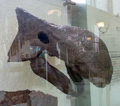 Image of Ankylosaurus Brown 1908