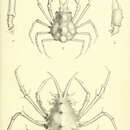 Imagem de Prismatopus aculeatus (H. Milne Edwards 1834)