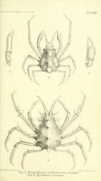 Imagem de Prismatopus Ward 1933