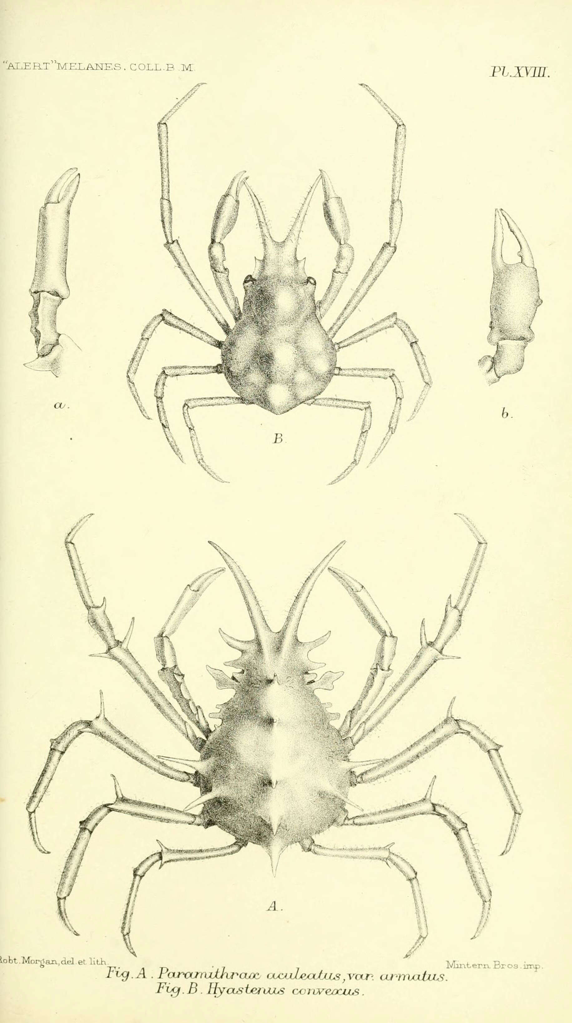 Image of Prismatopus aculeatus (H. Milne Edwards 1834)