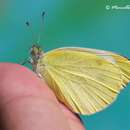 Image of Southern Small White