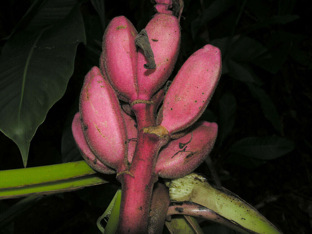 Image of hairy banana