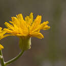 Image de Crepis lacera Ten.