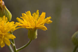 صورة Crepis lacera Ten.