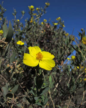 Image of tree poppy