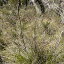 Image of Xanthorrhoea minor subsp. lutea D. J. Bedford