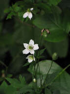 Image of tall thimbleweed