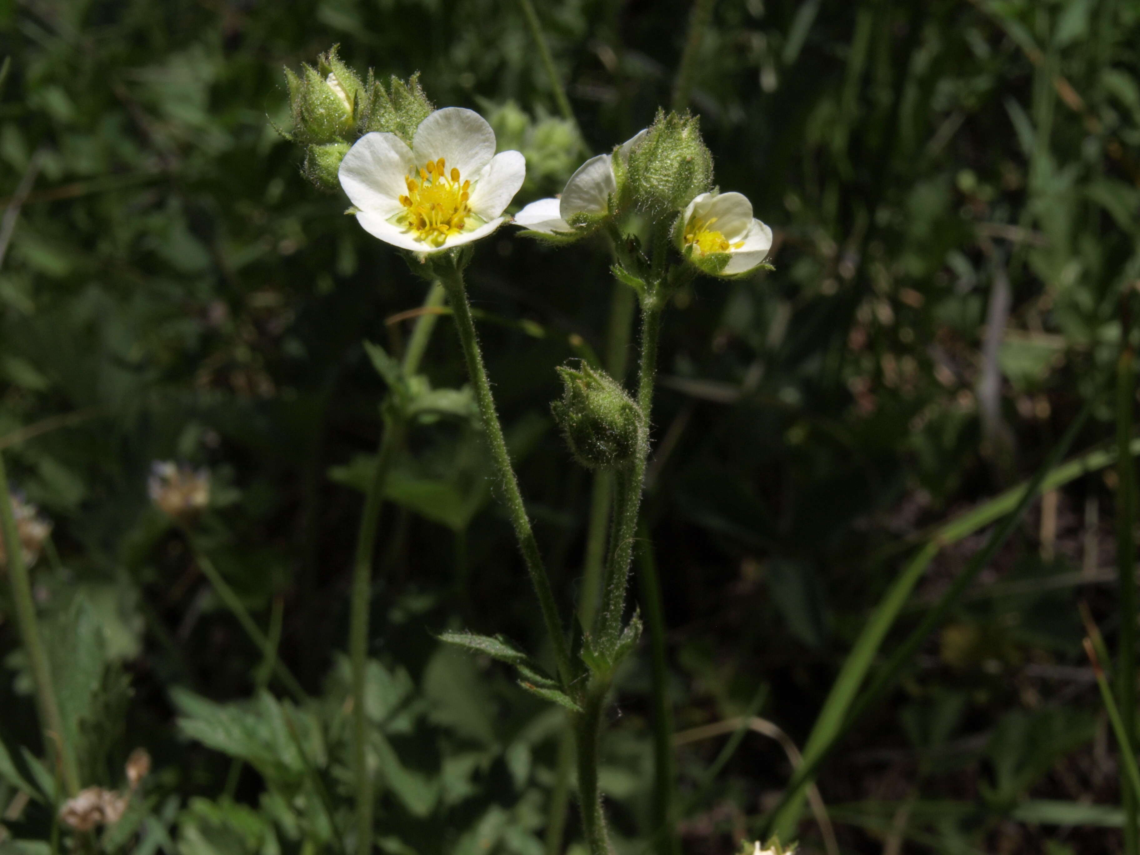 Image of Rosaceae