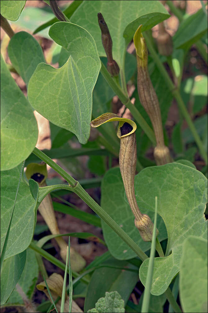 Image of Aristolochia croatica Horvatic