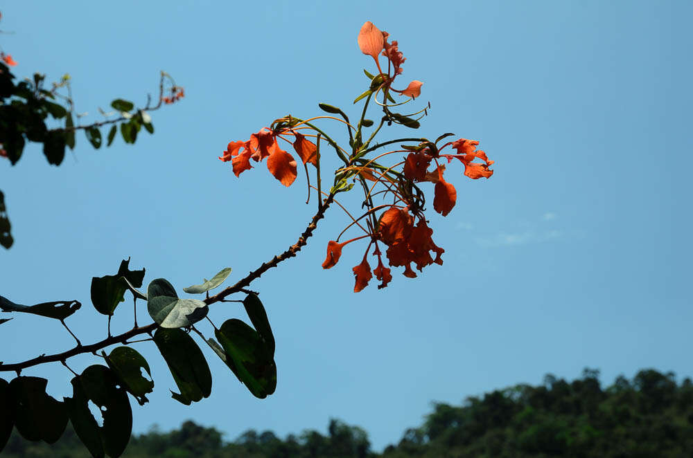 Image of Bauhinia coccinea (Lour.) DC.