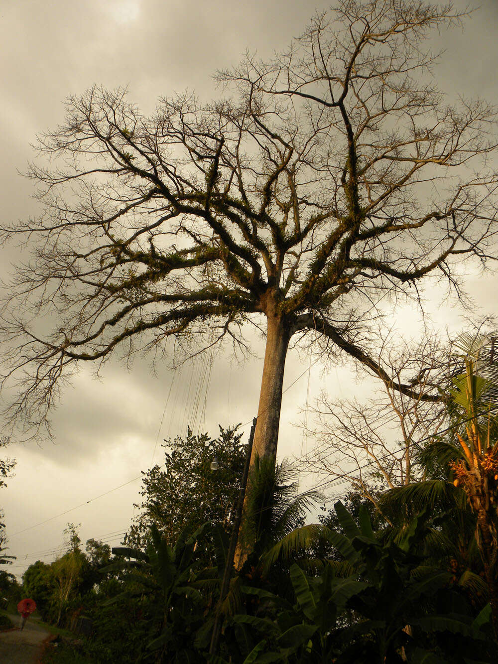 Image of ceiba