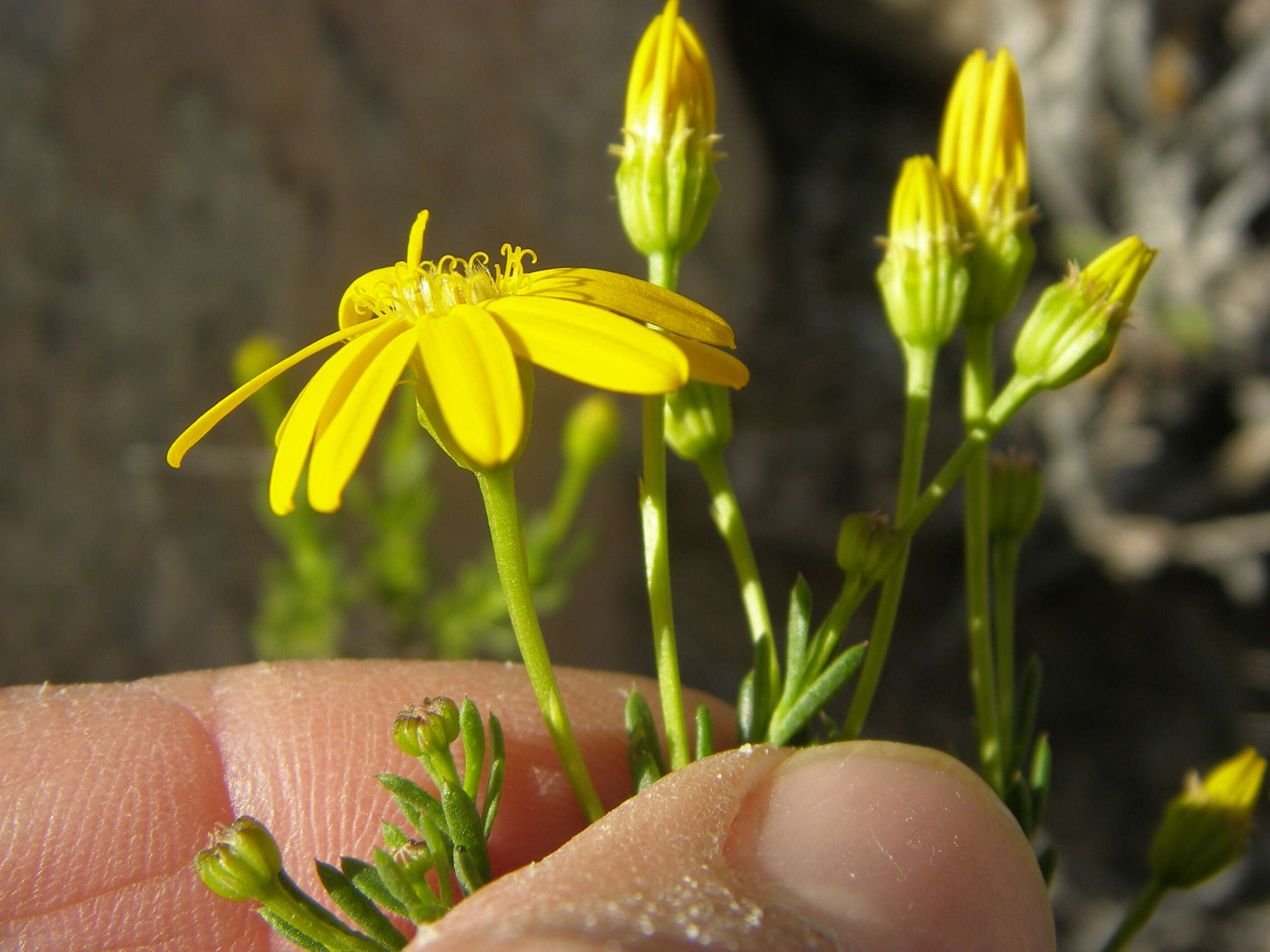 Image of pricklyleaf dogweed