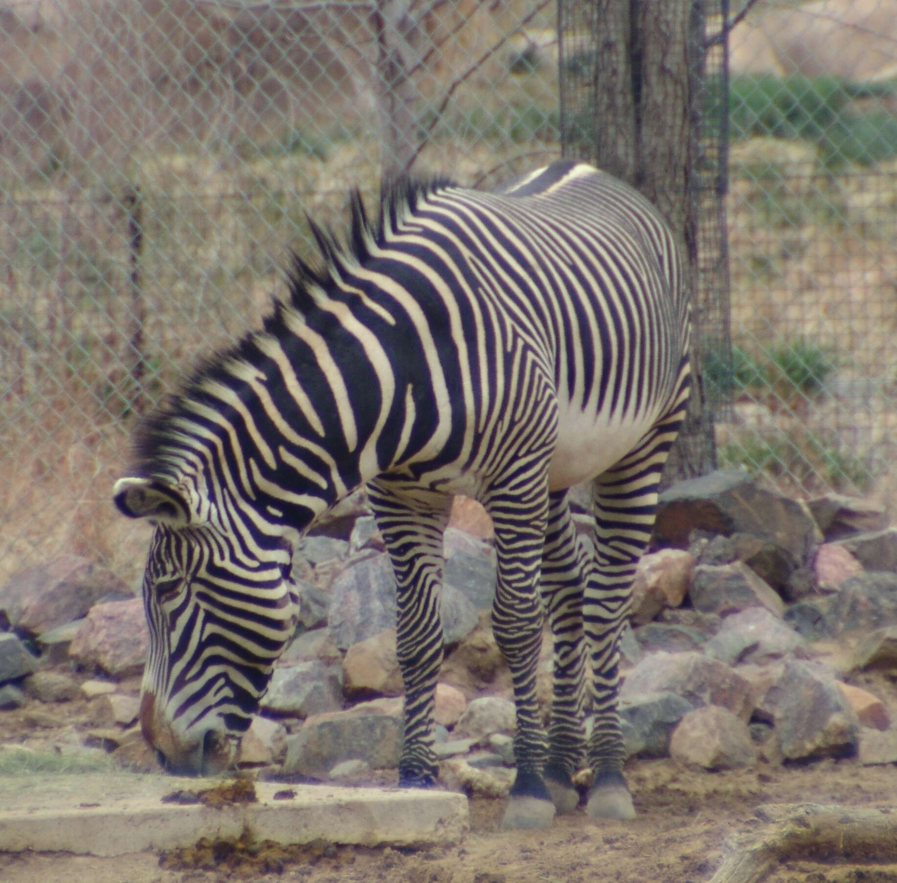 Image of zebra