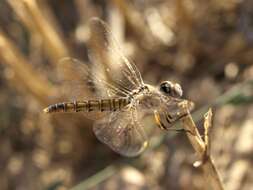 Image of Selysiothemis Ris 1897