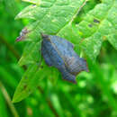 Image of Acleris emargana Fabricius 1775