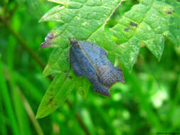 Image of Acleris