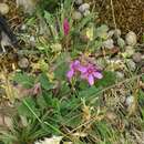 Image of Pelargonium rodneyanum Lindl.