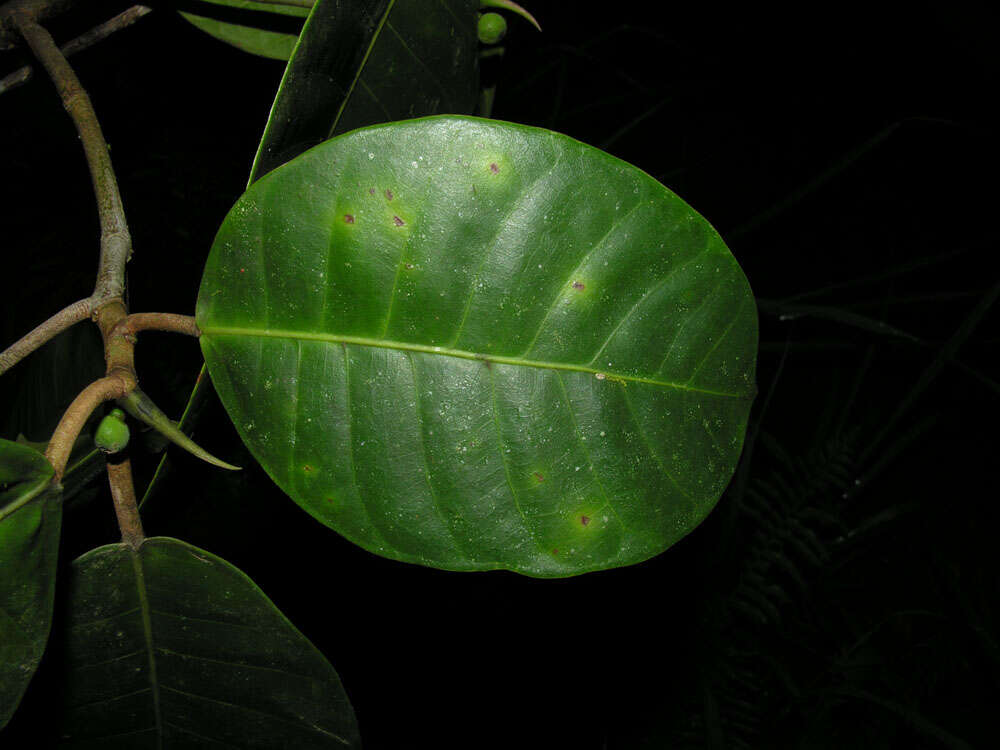 Image of Ficus tonduzii Standl.