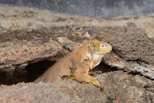 Image of Galapagos Land Iguana