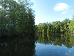 Image of mangrove