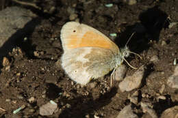 Image of Ringlets