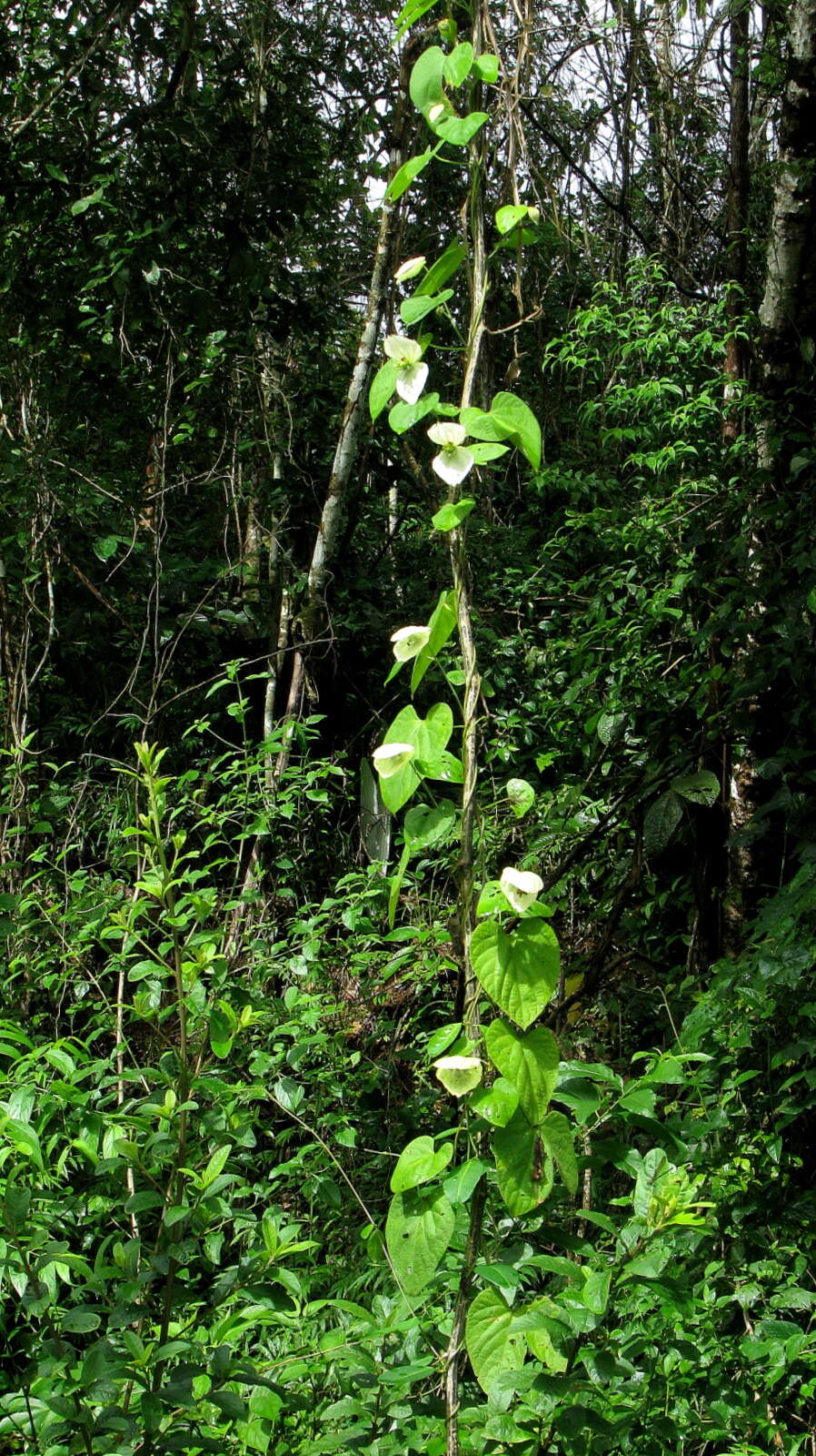 Image of Dalechampia tiliifolia Lam.