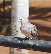 Image of Zebra Dove